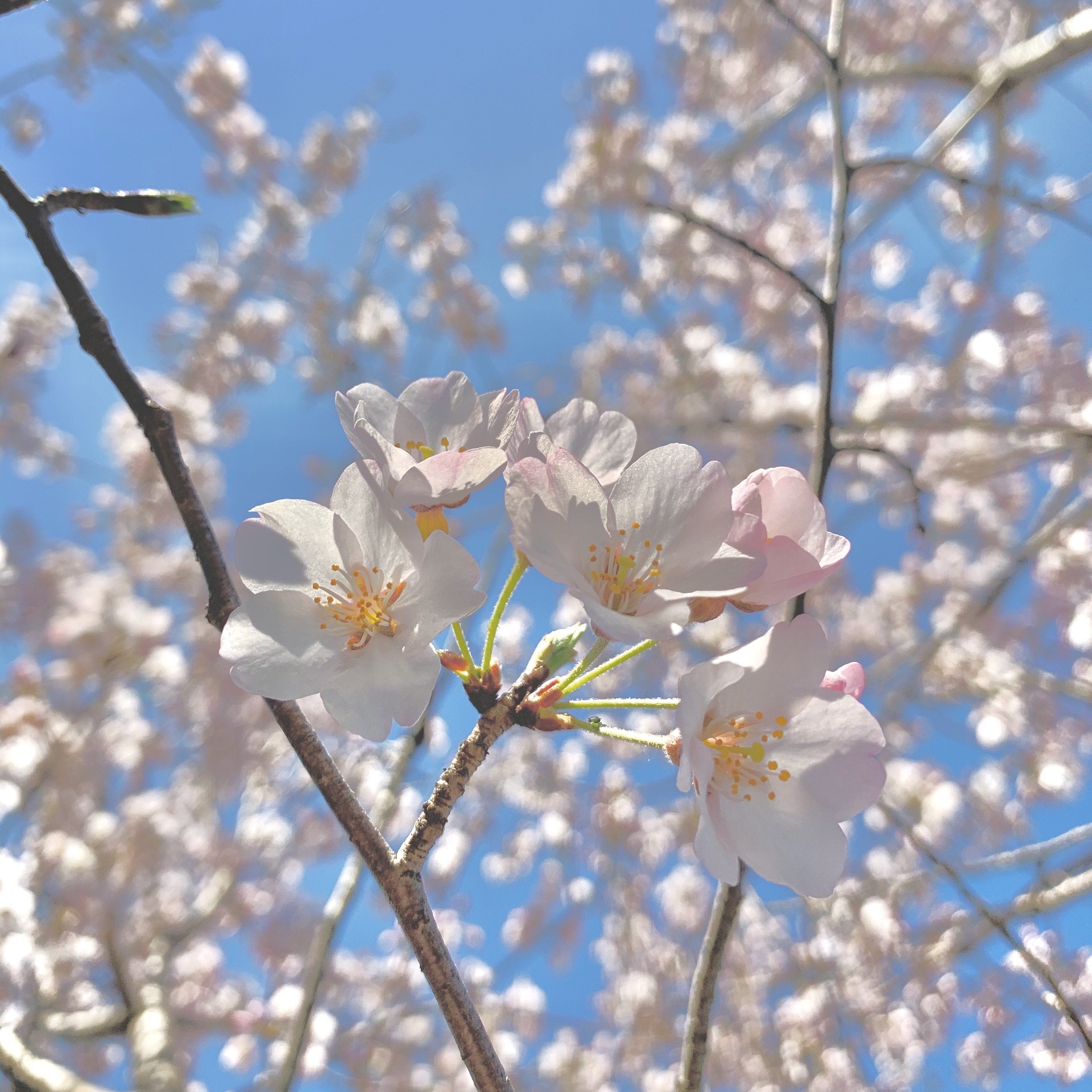 ❁季節のお菓子❁