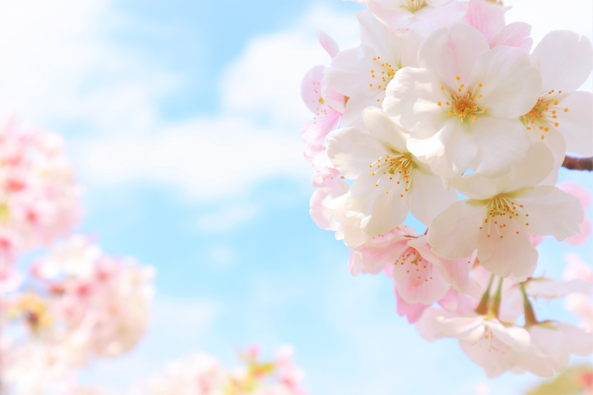 🌸赤坂の桜スポット🌸