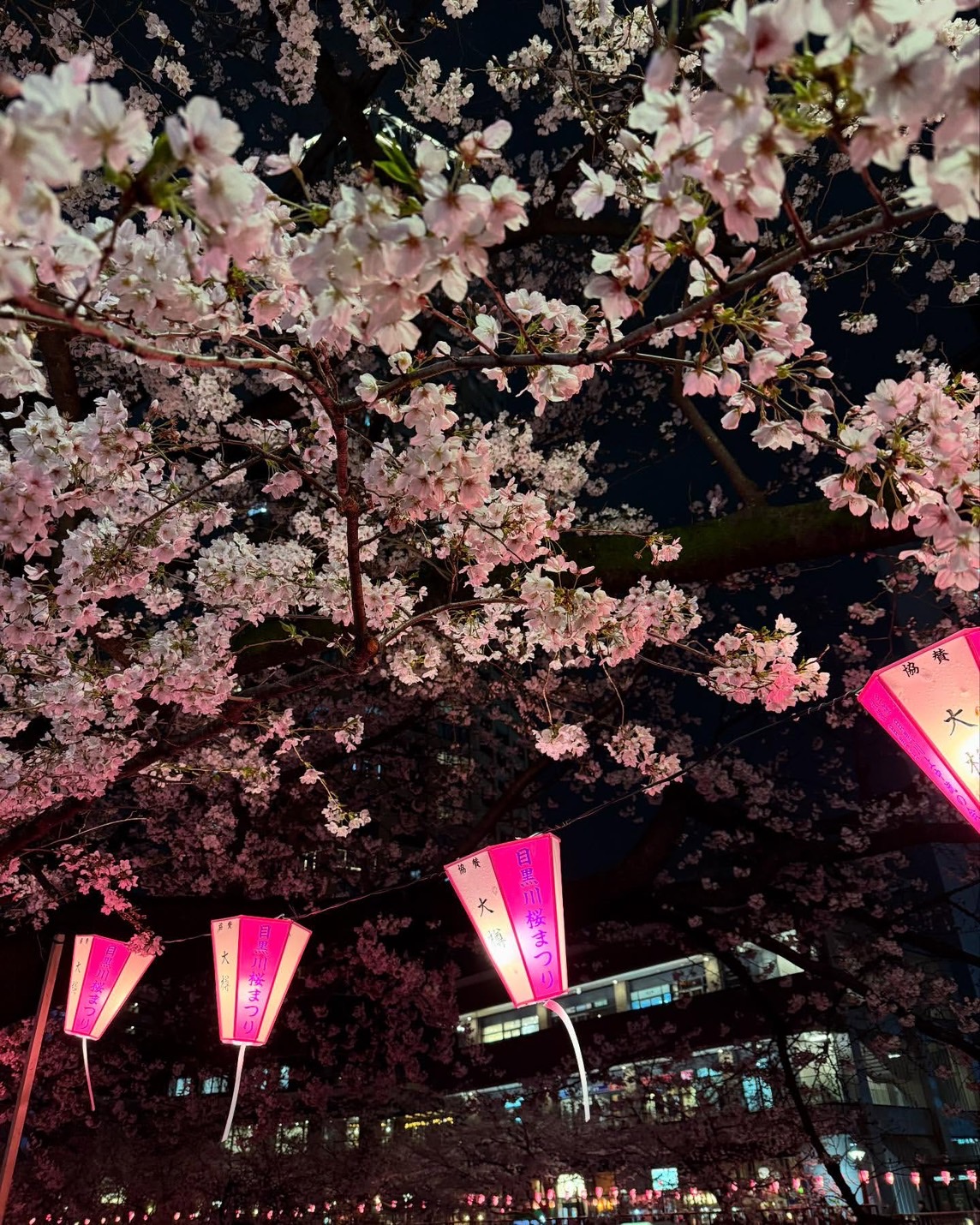 #目黒川沿いの桜並木 🌸