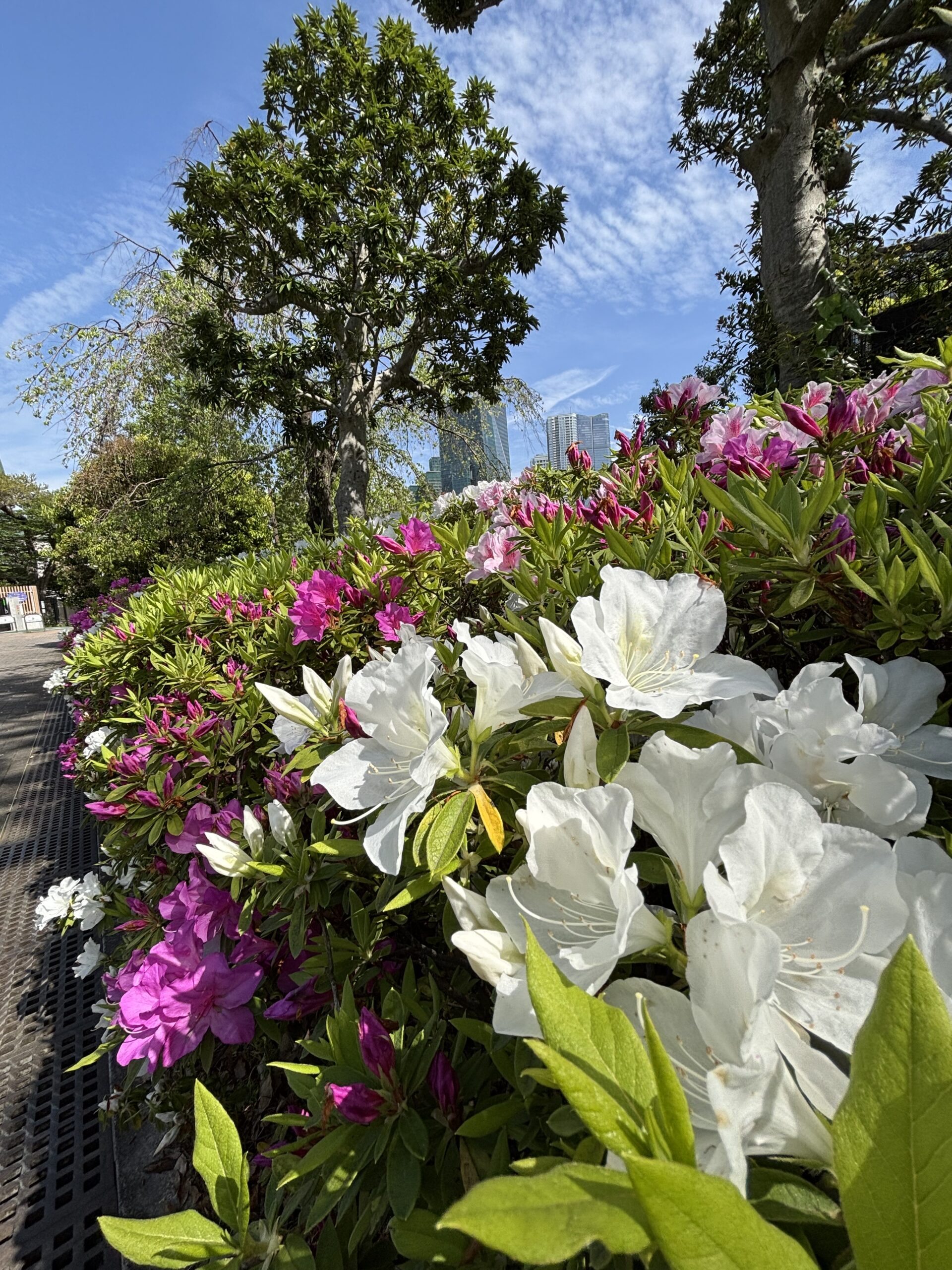 お仕事中の癒し💐