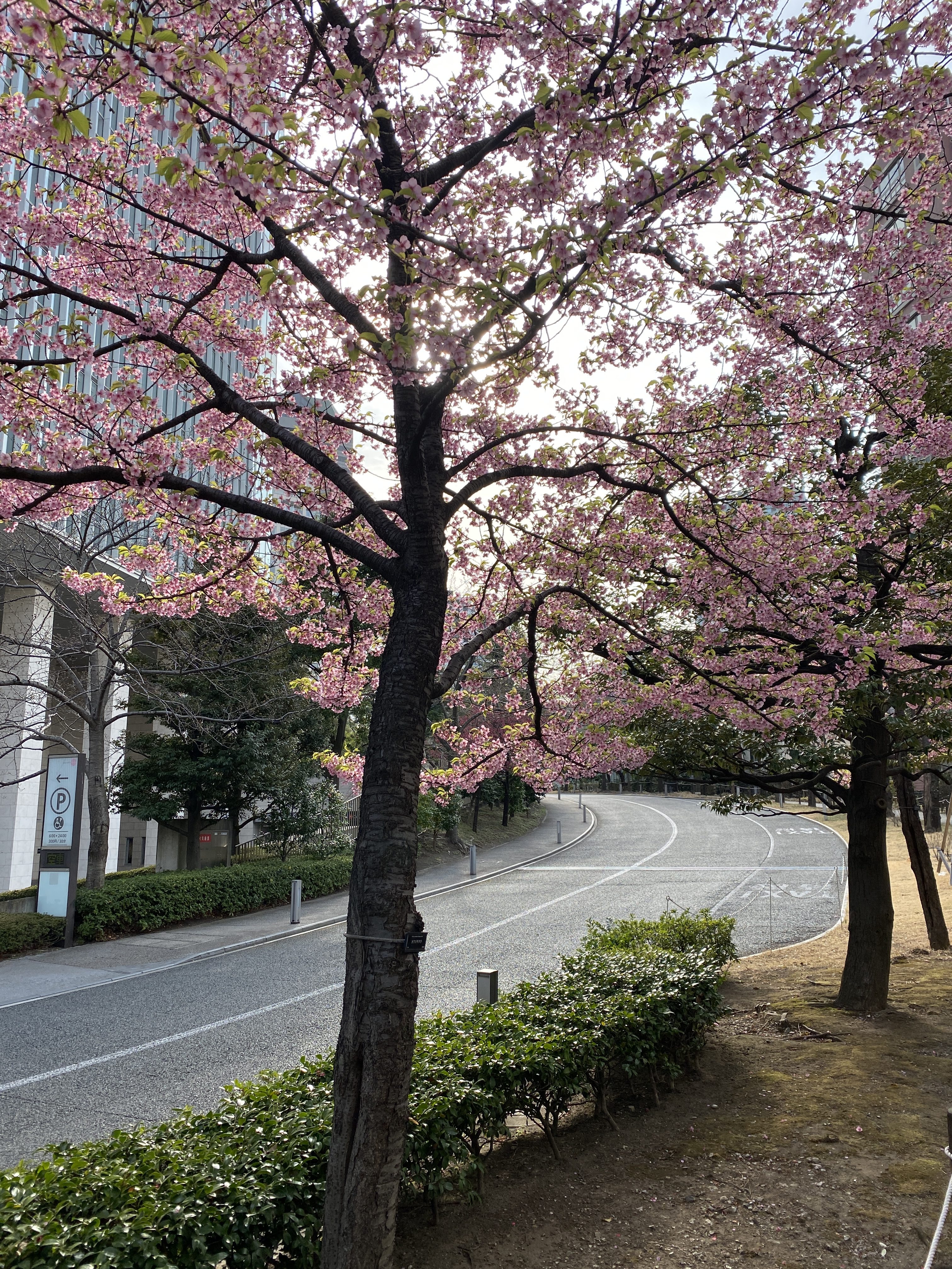 赤坂サカスの桜?