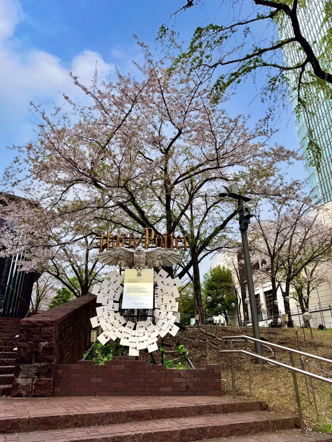 赤坂のさくら🌸